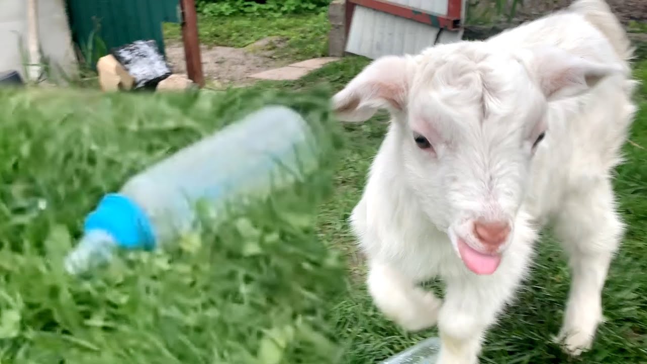 Cute baby goat was upset that the milk in the bottle had run out. YouTube