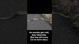 Southern Pacific Rattlesnake Crosses Bike Trail #snake #california
Arroyo Trabuco Wilderness, ONeill Regional Park, California, 26 June 2025, 8:11 p.m.
#snake #rattlesnake #SouthernPacificRattlesnake Southern Pacific Rattlesnake Crosses Bike Trail #snake #california