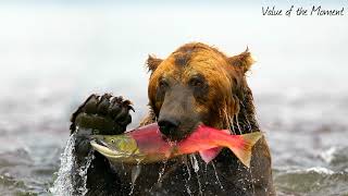 Медведи Камчатки, самые сытые, самые довольные