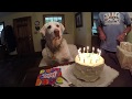 Levi's 12th birthday