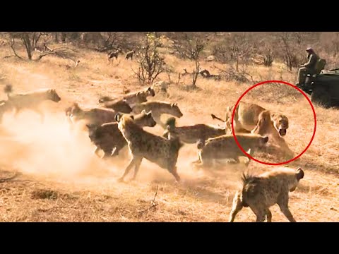 Hyenas Steal Lioness' Kill, but the Male Lion Turns the Tables!