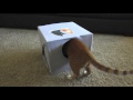 How To Make a CAT CAVE!