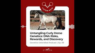 Untangling Curly Horse Genetics Dna Risks, Rewards, And Discovery