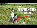 Bird struggling to feed its chick fish too big to swallow | Aleutian tern