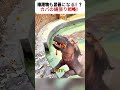 排泄物も武器になる!? カバの縄張り戦略! #カバ #野生動物 #自然の力 #食事量 #動物ドキュメンタリー