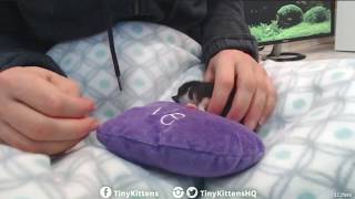 Tiny Kittens Shelly shows us aura after her feeding too cute 4 24 2018