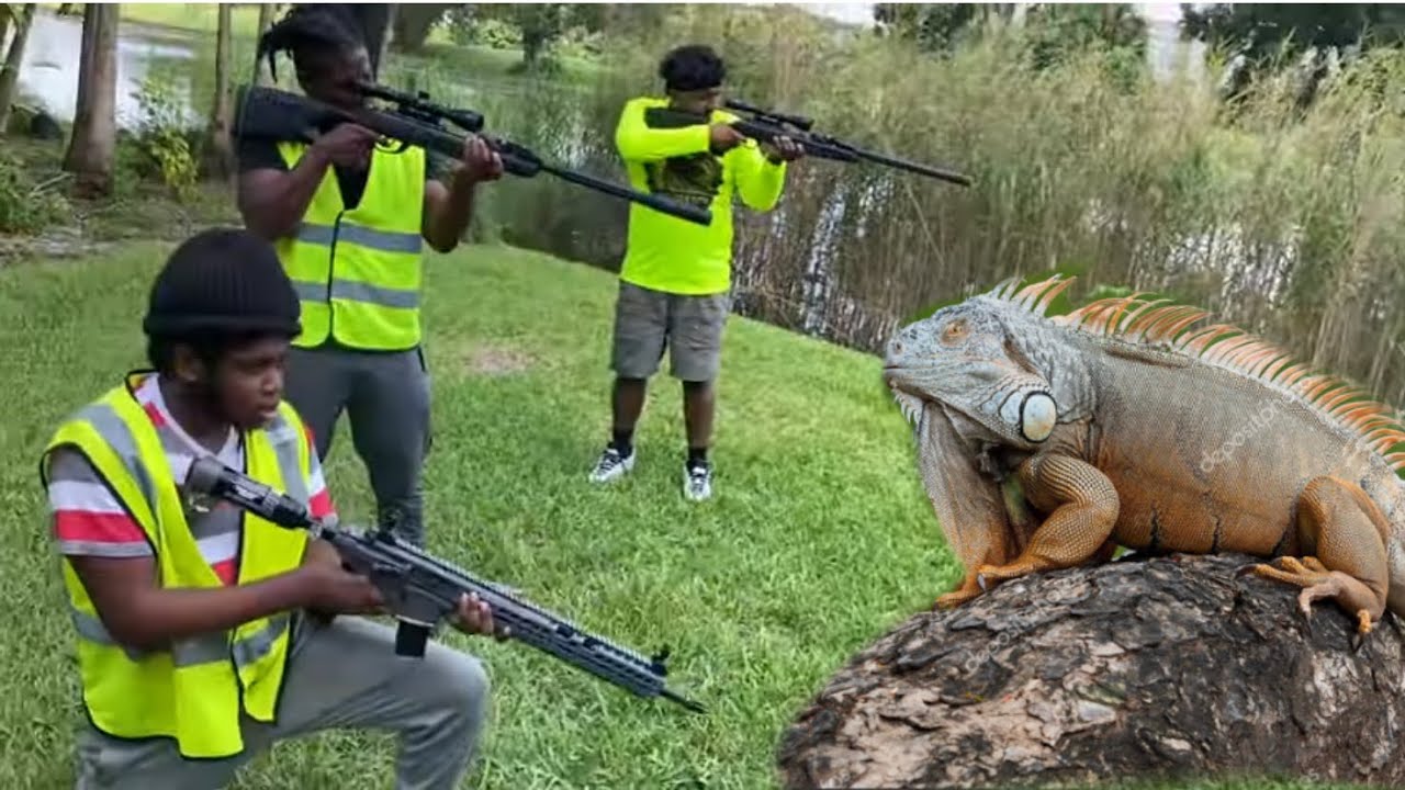 Florida home owner Association iguana Removal Job! .22 Cal Air Rifle