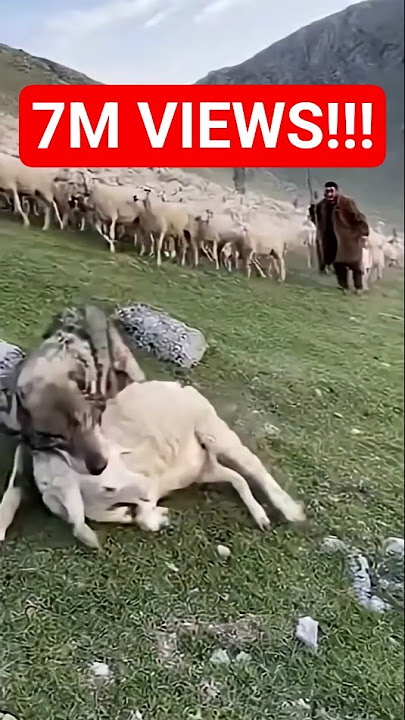 😱Wolf attack on sheep and shepherd dogs defend! #shorts #animals #wolf