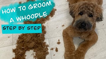 Full Dog Groom | Mabel The Whoodle