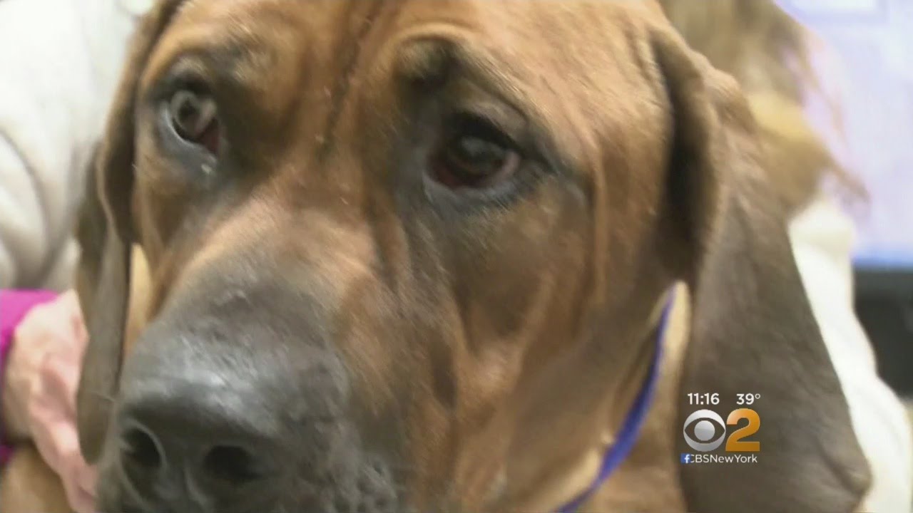 Missing Service Dog Found Safe - YouTube