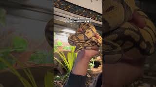 It’s all about perception, define “aggressive”. #ballpython Net Worth