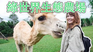 新竹親子旅遊景點！北埔綠世界生態農場園區導覽及門票收費，大草皮上跟可愛羊駝近距離互動