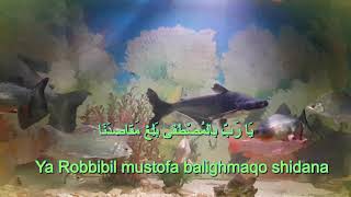 Sholawat Burdah   Maula Ya Sholi Karaoke Hellow  Divo Collection