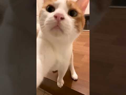 ちゃんと飛べたで？ほ…ほんまやで？【おしゃべりする猫】 #Shorts