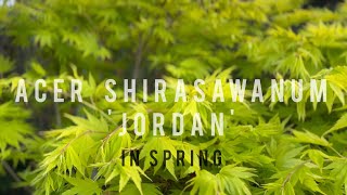 Acer Shirasawanum Jordan in Spring | Japanese Maple Review