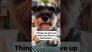 Things You Can’t Have With a Schnauzer #minischnauzer