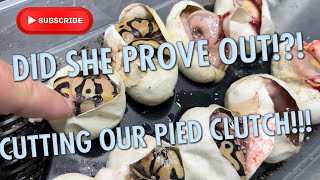 DID SHE PROVE OUT!?!? CUTTING OUR PIED CLUTCH!!