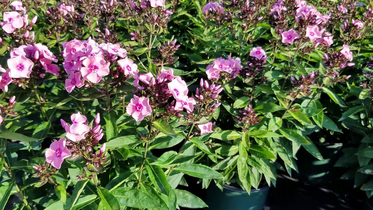 Phlox Sweet Summer™  Queen