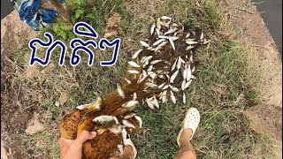 Download Lagu ត្រីដល់ហើយ បង់មិនបែកទៀត សាំមែន Amazing Traditional Cast Net Fishing 2025 | #678 MP3 Download Lagu ត្រីដល់ហើយ បង់មិនបែកទៀត សាំមែន Amazing Traditional Cast Net Fishing 2025 | #678 MP3