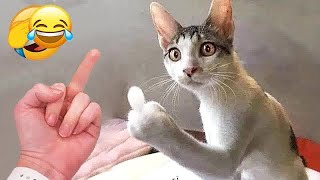Best Funny Animals 2024  Funniest Cats and Dogs  Part 1