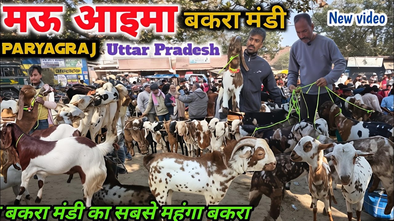 मऊ आइमा बकरा मंडी 2026 की जबरदस्त भीड़ Mauaima Bakra Mandi live update #bakramandi#goat Uttarpradesh