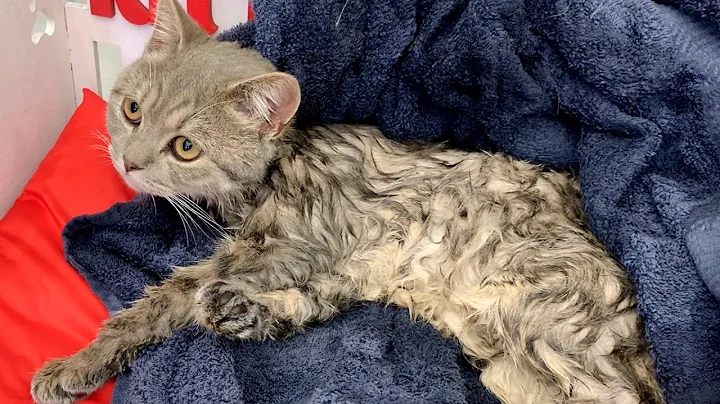 Watch the video about "And they left me here poor and wet!" - kitten Street after a bath