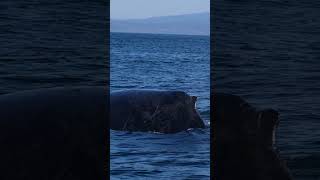 Incredible Humpback Whale Sighting In Monterey, Ca