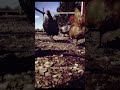 Existential Chickens, Day 100: Wind-ston Tastes Good