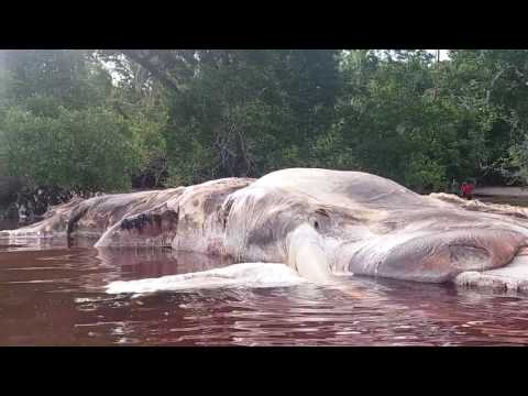 დასისხლიანებული ქმნილება წყალში ტივტივებს