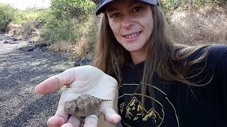 [Horned Lizard]THEY CAN BLINK BLOOD!! Sonoran Desert Life #nature #animals