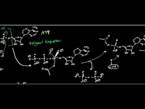 Video: Karakteriseren Van Het Effect Van Expressie Van Een Acetyl-CoA-synthetase Ongevoelig Voor Acetylering Op Het Gezamenlijk Gebruik Van Glucose En Acetaat In Batch- En Continue Cultur