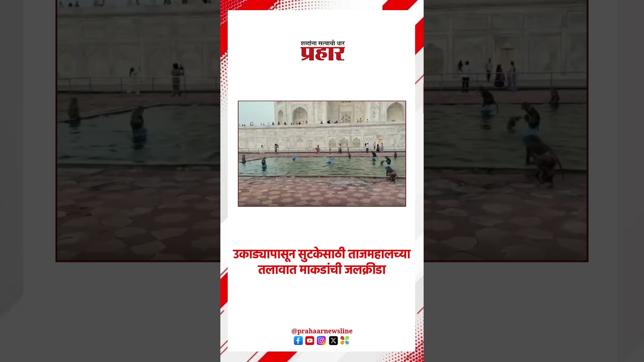 उकाड्यापासून सुटकेसाठी ताजमहालच्या तलावात माकडांची जलक्रीडा