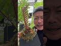 ドリナリアはいつ動くのか