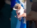 エアー犬かき