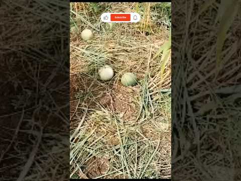 Melon Egusi Watermelon Harvesting Viral Trending Agriculture 2024