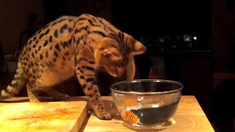 Watch the video about F1 Savannah cat enjoying a spot of Robo Fishing