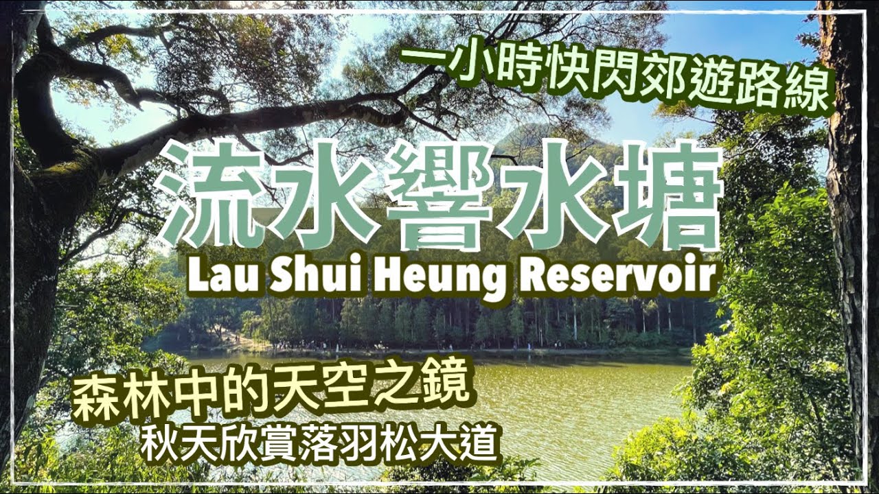香港好去處 流水響落羽松 附行山路線假日回程tips 森林中的天空之鏡 野餐郊遊好去處 流水響郊遊徑 Youtube