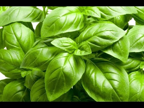 Huge Basil Plant! From small plant to bush!