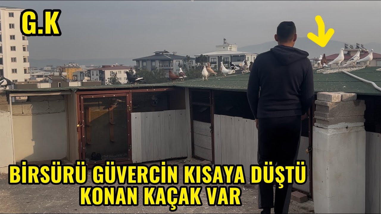 SABAH KARIŞMASI OLDU BİRSÜRÜ GÜVERCİN KISAYA DÜŞTÜ KONAN KAÇAK VAR YAKALADIKMI SİZDE ?