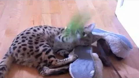 Watch the video about F1 Savannah kitten jumping 6ft and playing with feather toy