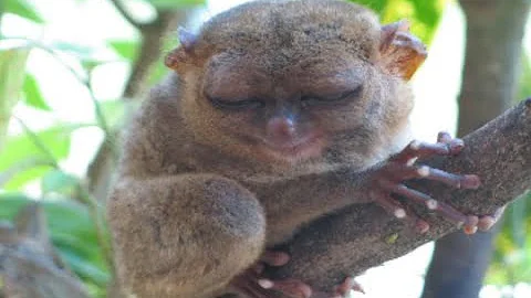 5 Facts about Tarsiers
