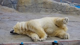 ゆったりと過ごすララ~Polar Bear 