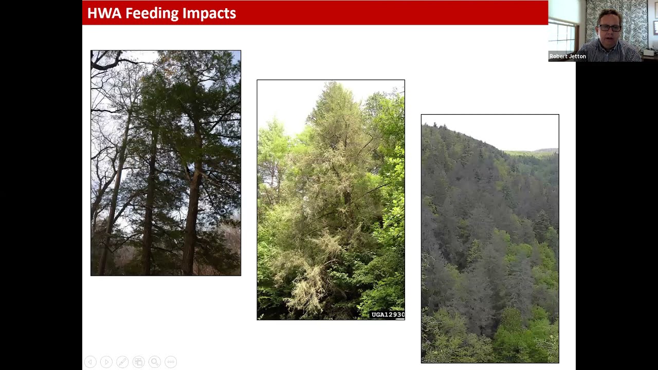 2021 SGM Guest Speaker Robert Jetton _ Conservation and Restoration of Hemlock Species