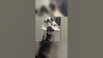 Tornado Mode Activated: Chaos Unleashed! #pets #funnyvideo #funny