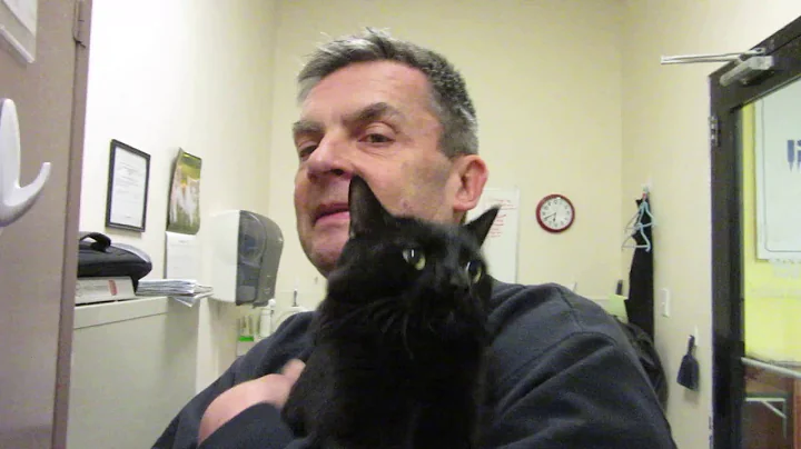 Video 2184881: bombay cat breed, meet bombay, purebred cat, cat old