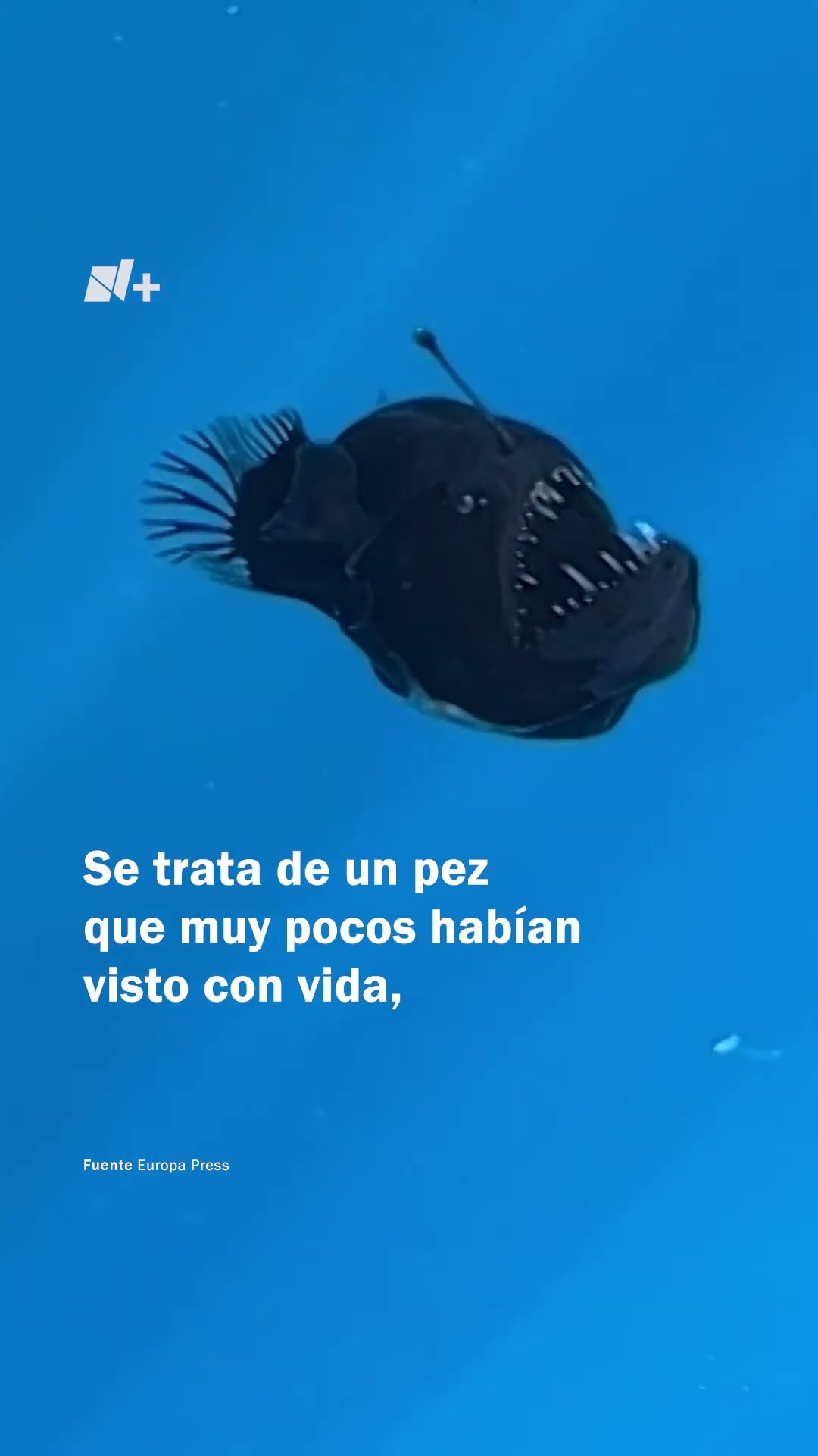 Captan a Pez Diablo Negro a plena luz del día en la superficie del océano - N+ #Shorts