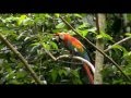 Napo Wildlife Center - Amazon Rainforest in Ecuador