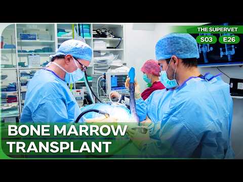 Her Shattered Leg Them No Choice | The Supervet Season 3 Episode 26