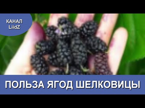 Мой фильм Полезные свойства ягод шелковицы