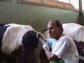 Rectal palpation of cowand mare veteology.